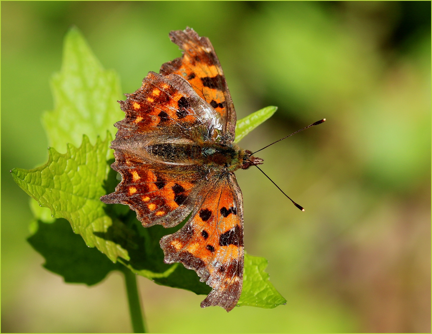 C-Falter (Polygonia c-album).