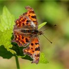 C-Falter (Polygonia c-album).