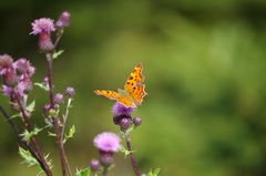 C-Falter (Polygonia c-album)