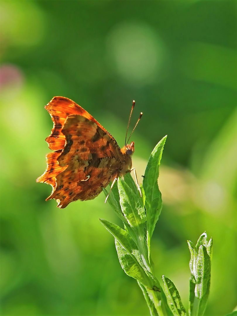 C-Falter (Polygonia c-album)