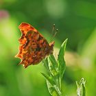 C-Falter (Polygonia c-album)