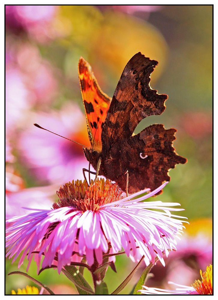 C-Falter (Polygonia c-album)