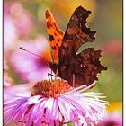 C-Falter (Polygonia c-album)