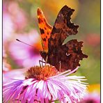 C-Falter (Polygonia c-album)