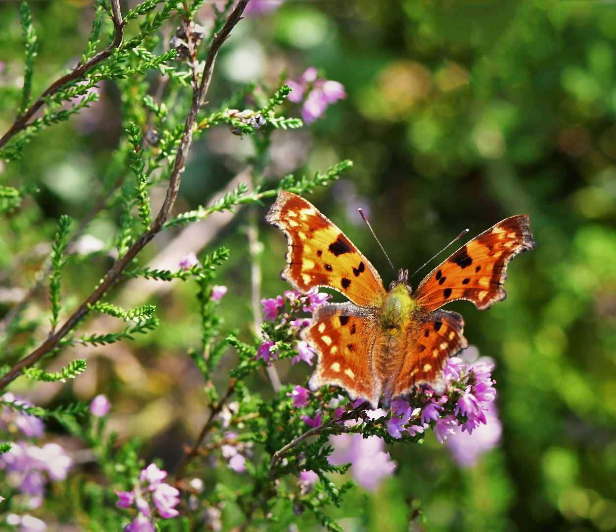 C- Falter (Polygonia c-Album )