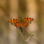 C - Falter        Polygonia c-album