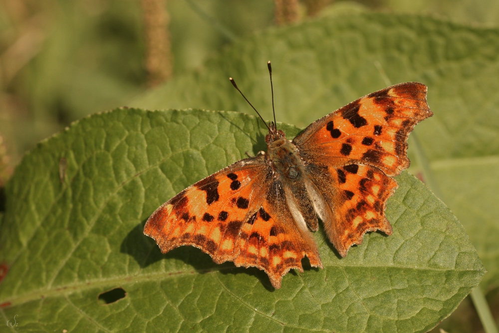 C-Falter (Polygonia c-album)