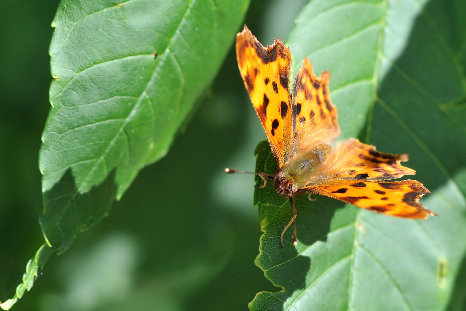 C-Falter (Polygonia c-album)