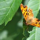 C-Falter (Polygonia c-album)