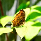 C-Falter (Polygonia c-album),