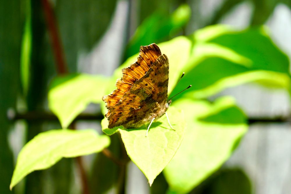 C-Falter (Polygonia c-album),