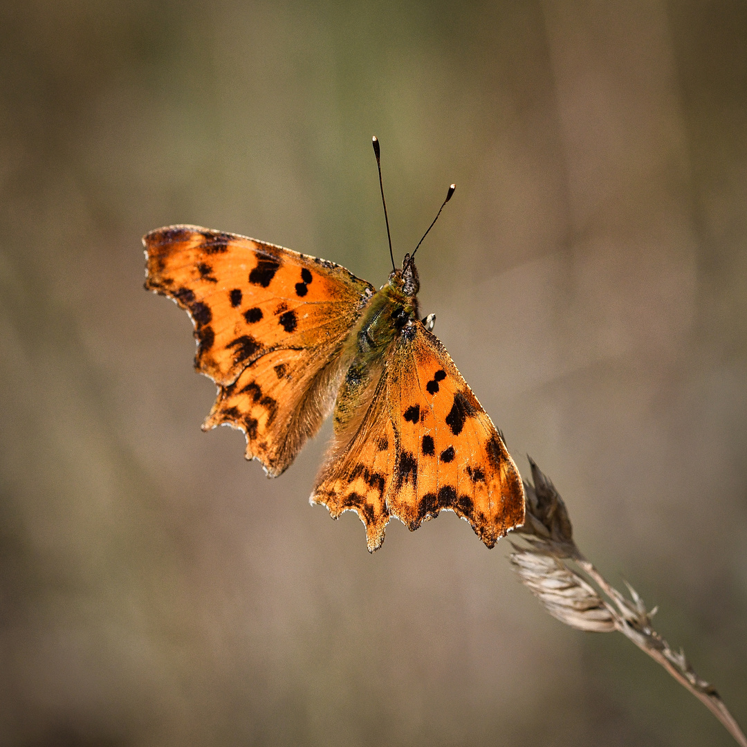 C-Falter (Polygonia c-album)