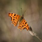 C-Falter (Polygonia c-album)