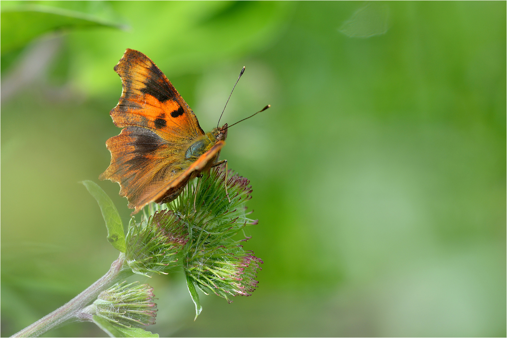 C-Falter (Polygonia c-album) 