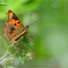 C-Falter (Polygonia c-album) 