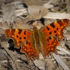 C-Falter (Polygonia c-album)