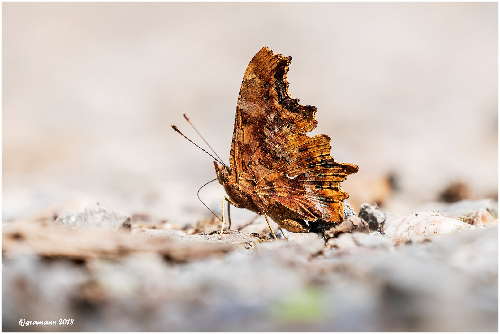 c-falter (polygonia c-album)......