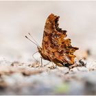 c-falter (polygonia c-album)......