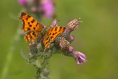 C-Falter (Polygonia c-album)