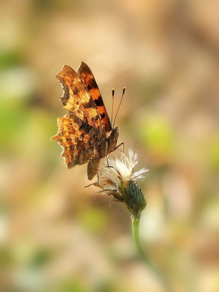 C-Falter (Polygonia c-album)