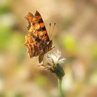 C-Falter (Polygonia c-album)