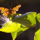 C FALTER, POLYGONIA C ALBUM in Kärnten