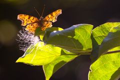 C FALTER, POLYGONIA C ALBUM in Kärnten