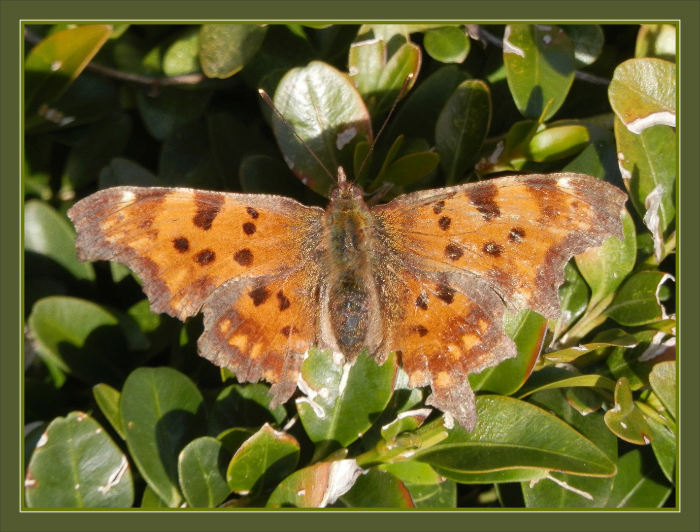 C-Falter (Polygonia c-album) nach der Überwinterung