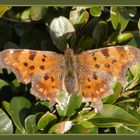 C-Falter (Polygonia c-album) nach der Überwinterung