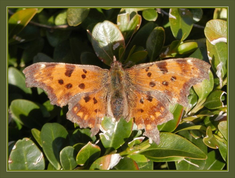 C-Falter (Polygonia c-album) nach der Überwinterung