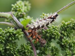 C-Falter (Polygonia c-album), Raupe