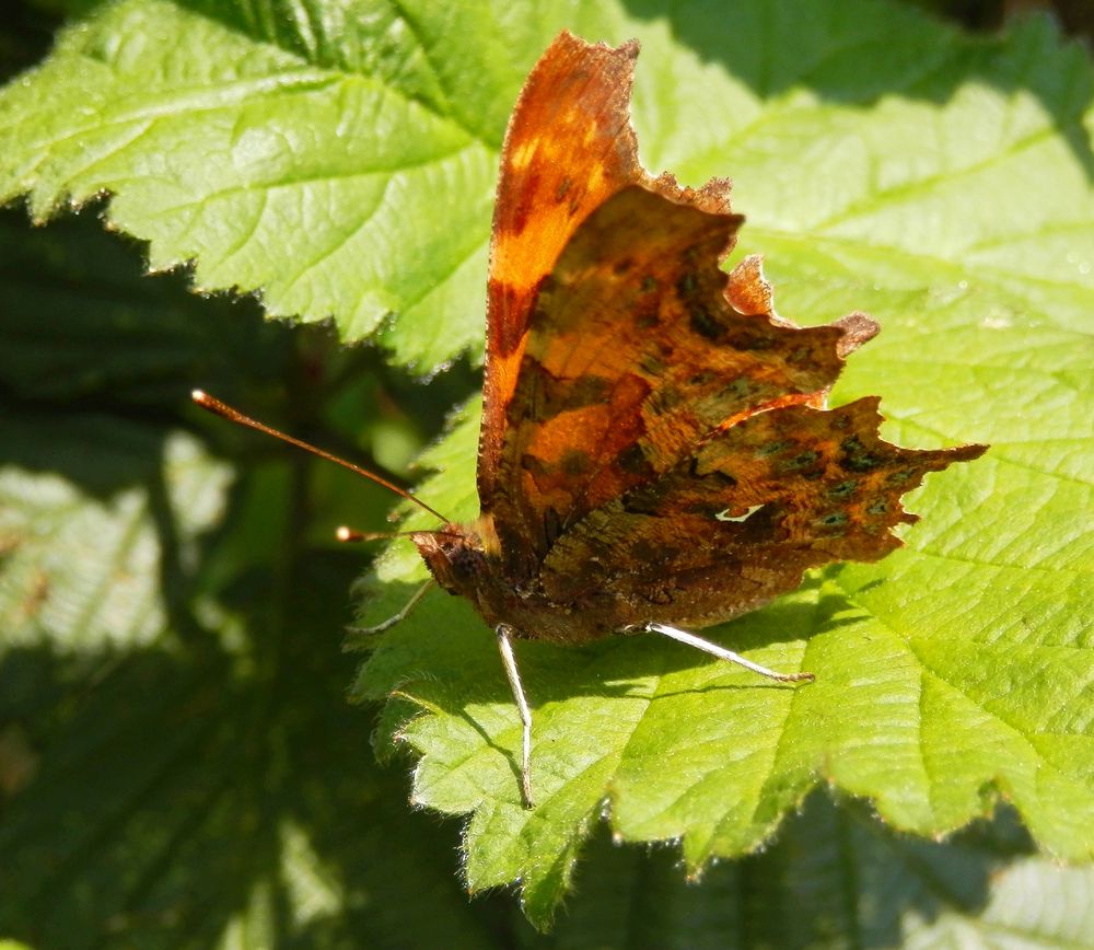 C-Falter (Polygonia c-album) - Seitenansicht "mit C"