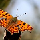  C-Falter (Polygonia c-album), Sommergeneration.