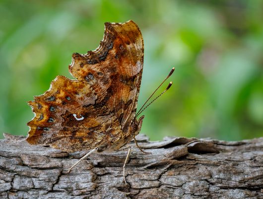 C-Falter  (Polygonia c-album) (Sommergeneration)