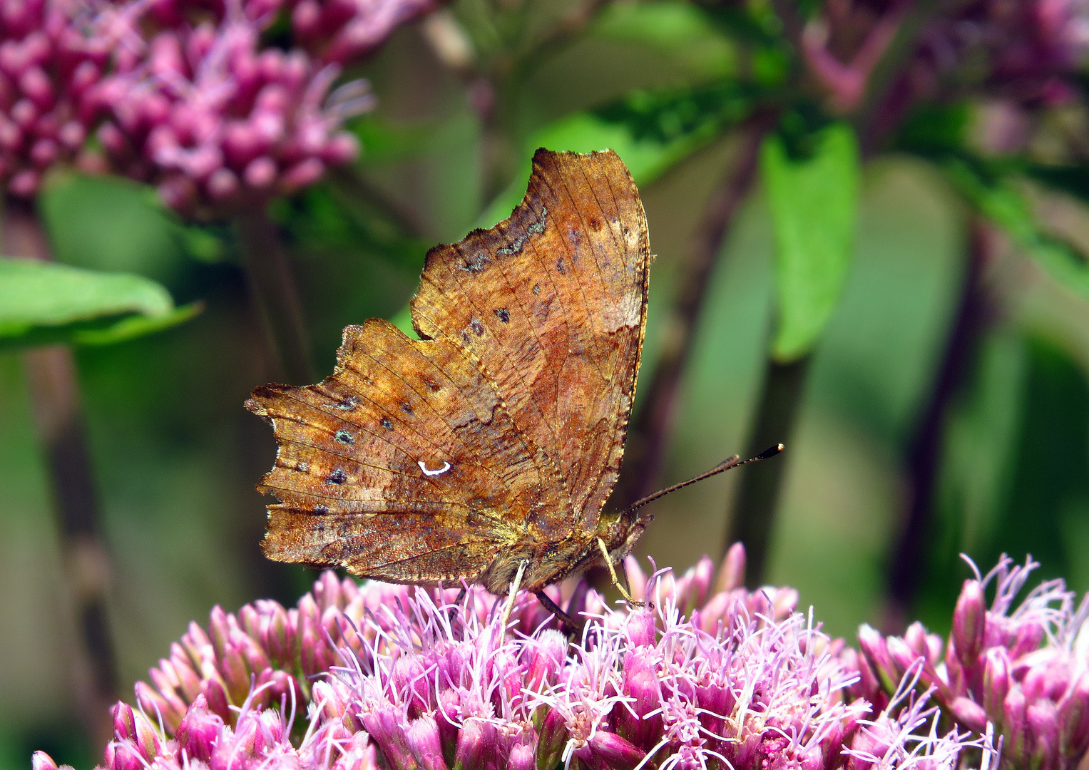 C-Falter, Polygonia c-album, Unterseite, 