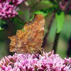 C-Falter, Polygonia c-album, Unterseite, 