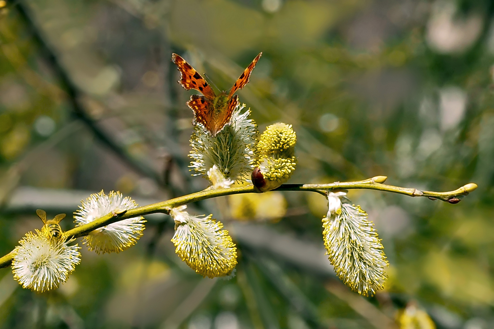 C-Falter (Polygonia c-album): Von ferne sei herzlich gegrüsset..! - Une distance respectueuse..!