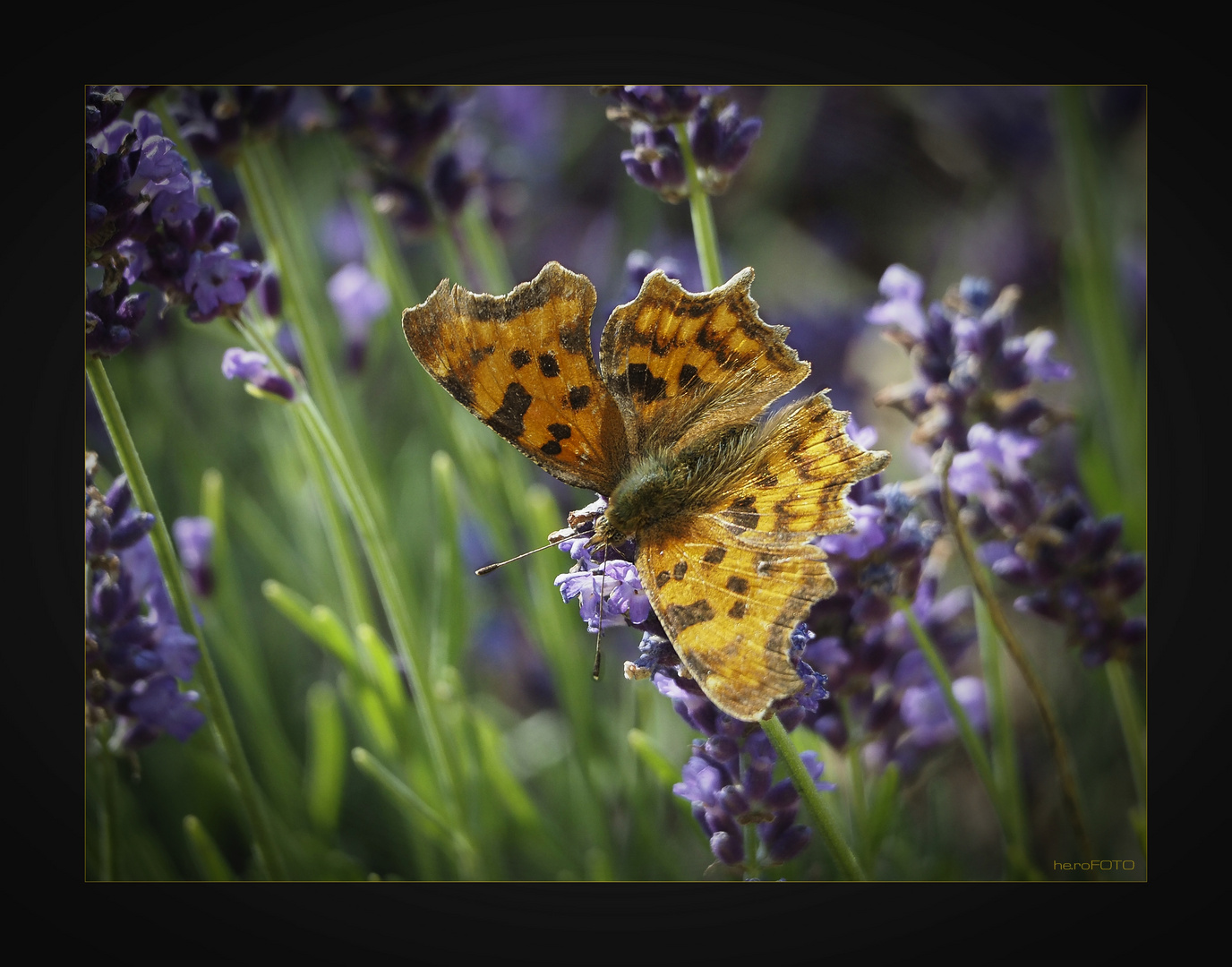 C-Falter (Polygonia c-album) Weibchen