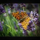 C-Falter (Polygonia c-album) Weibchen