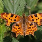 C-Falter (Polygonia c-album) Weibchen