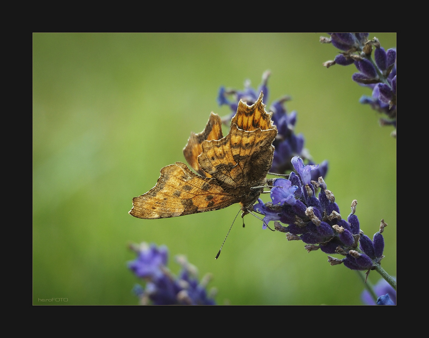 C-Falter (Polygonia c-album) Weibchen - hier von der Unterseite ...