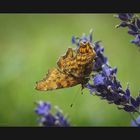 C-Falter (Polygonia c-album) Weibchen - hier von der Unterseite ...