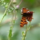 C-Falter Polygonia 