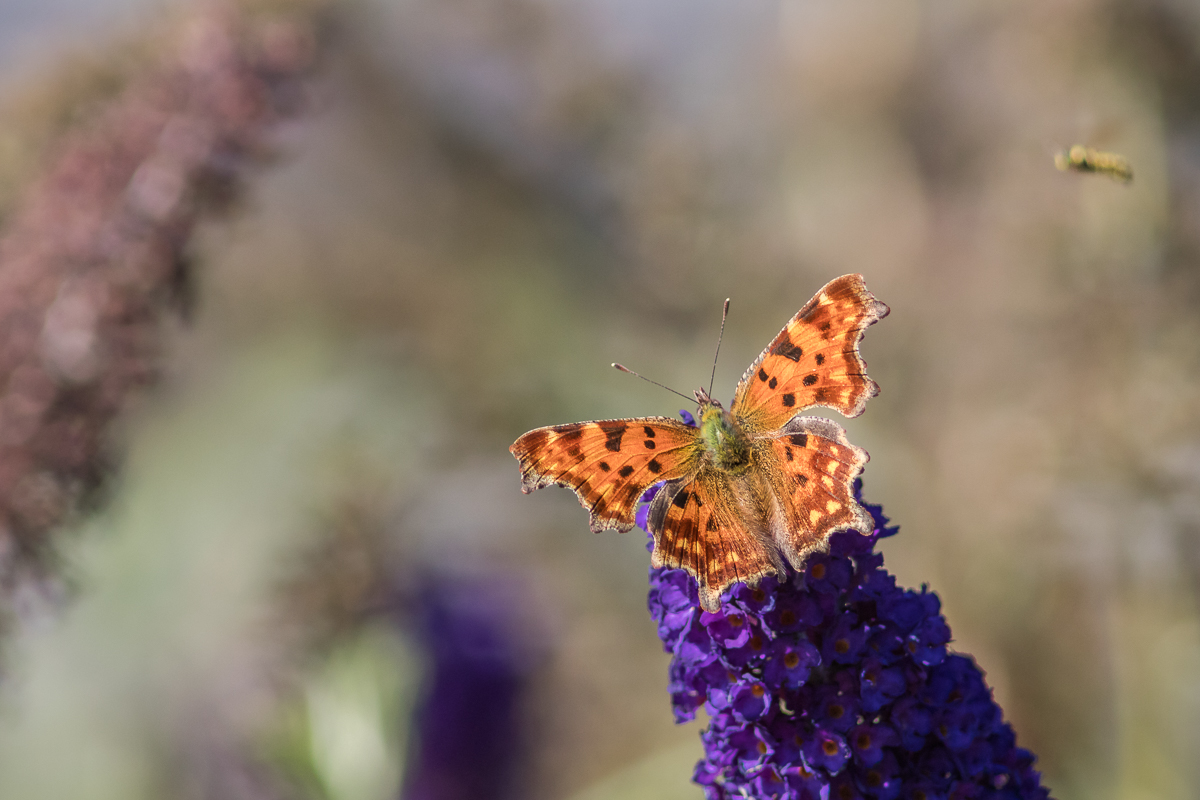 C-Falter- Schmetterling