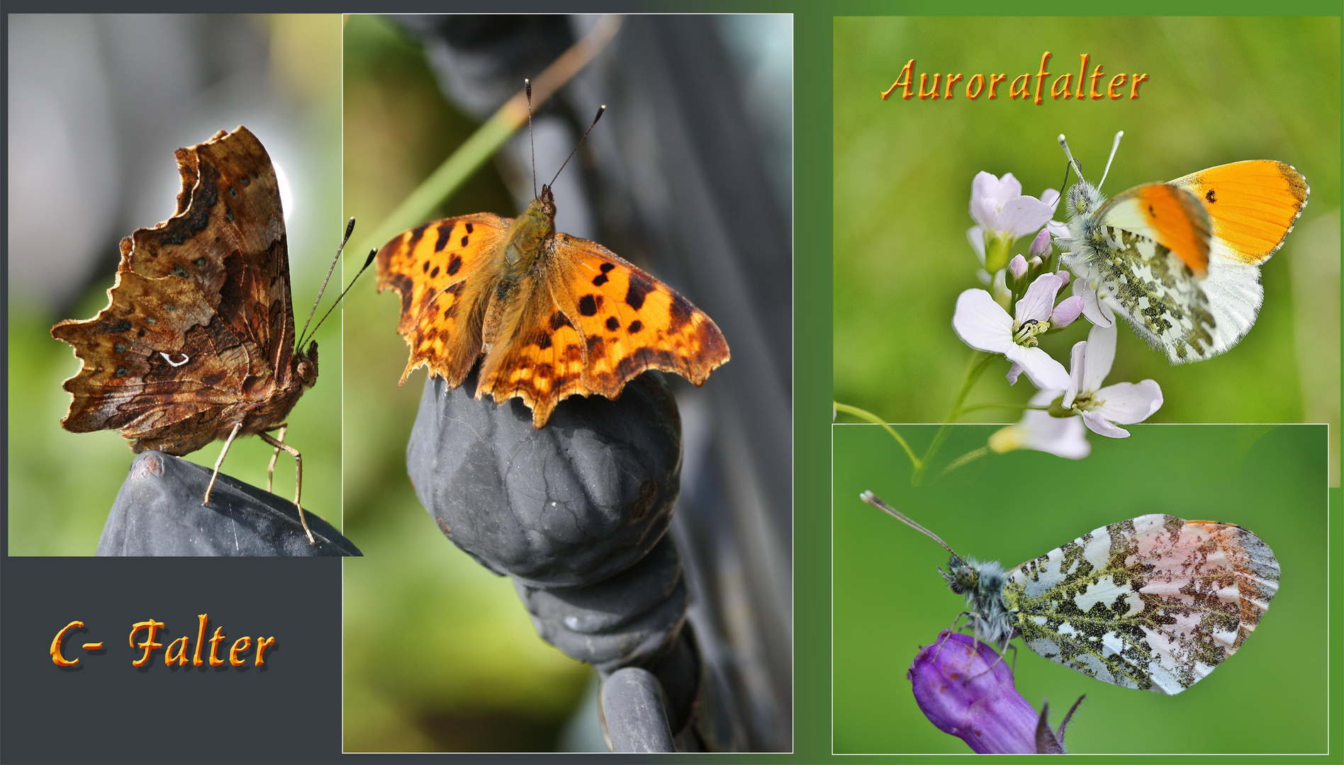 C-Falter und Aurorafalter