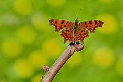 C-Falter vor gelb-grün.