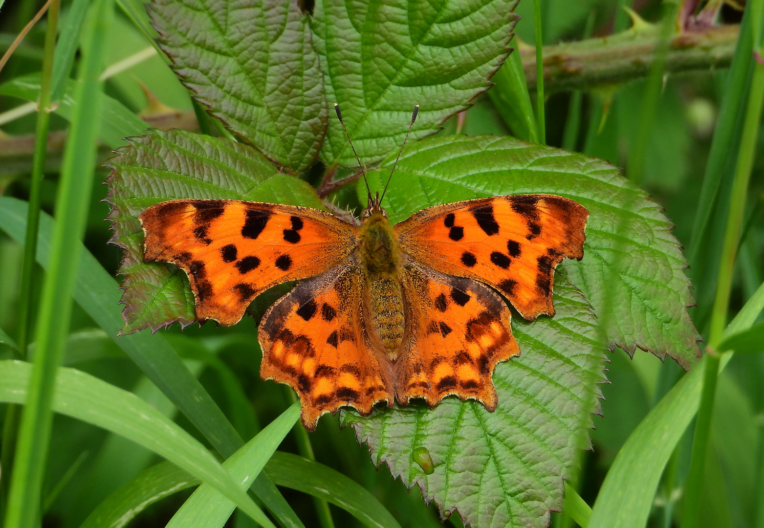 C-Falter, weibl., Polygonia c-album, Sommergeneration