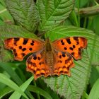 C-Falter, weibl., Polygonia c-album, Sommergeneration