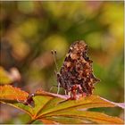 C-Falter....Polygonia