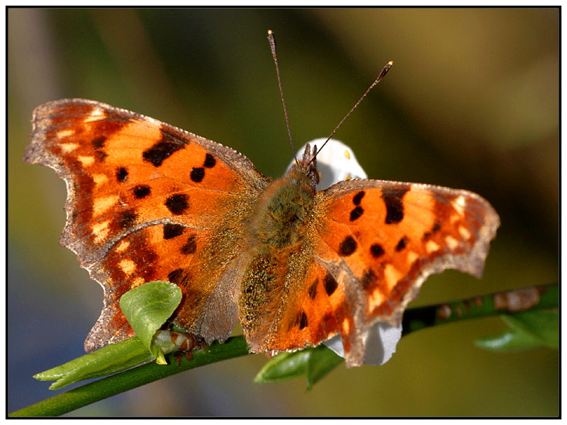 C-Falter_Polygonia c-album